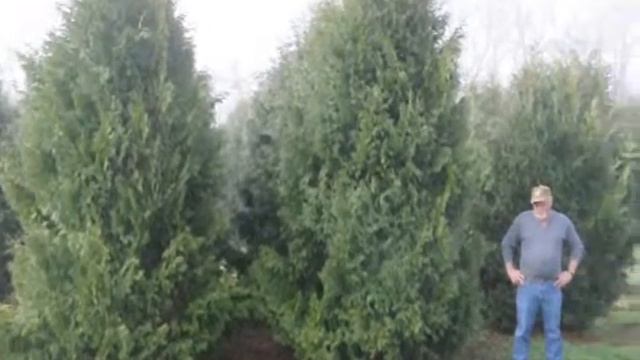 32-36" Green Giant Arborvitae 215 651 8329 смотреть онлайн