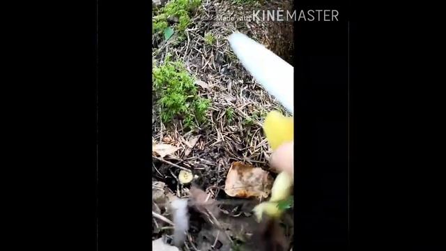 Гриб рядовка и рядовка желтая смотреть онлайн