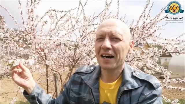 Как расцвела вишня в начале весны смотреть онлайн