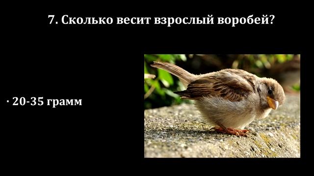 Тест на Широкий Кругозор. Прокачай свой мозг. Проверим насколько ты умен и эрудирован смотреть онлайн