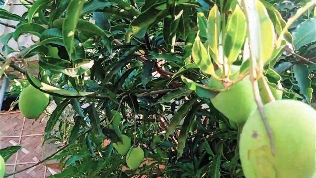 mango ka kya kya bonga hai mango plant Information golanur begam my garden смотреть онлайн