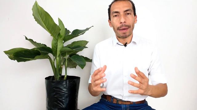 RAYITO DE LUNA. DIEFFENBACHIA OERSTEDII