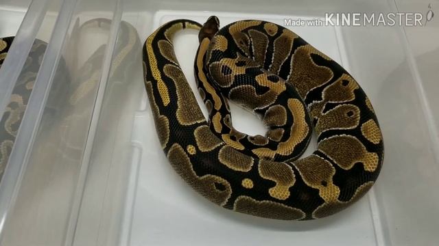 The Fire Ball Python Morph смотреть онлайн