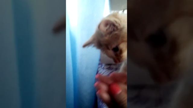 Новая ляля смотреть онлайн