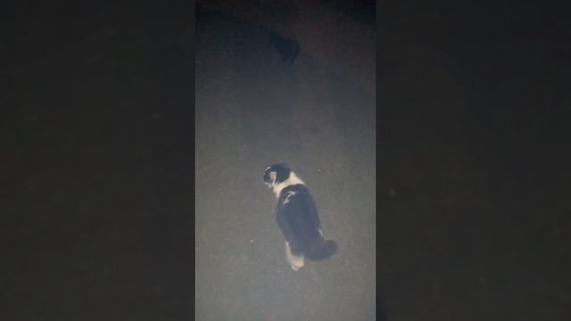 Коты дерутся, в деревне, коты , смешные котики, котики, кот Василий, Василий дерётся, забавные коты