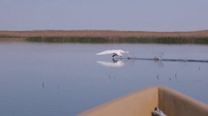 ЛЕБЕДЬ БЕЖИТ ПО ВОДЕ! ВЗЛЕТ ЛЕБЕДЯ В ЗАМЕДЛЕННОЙ СЪЕМКЕ! КРАСОТА НАШЕЙ ВОЛГИ!АСТРАХАНЬ 2023