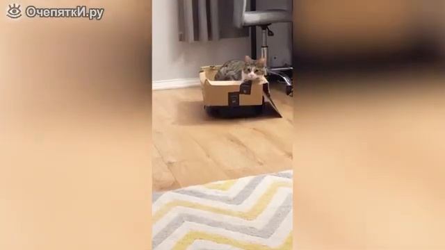 ПОЧЕМУ ЛЮБЯТ КОШЕК смотреть онлайн