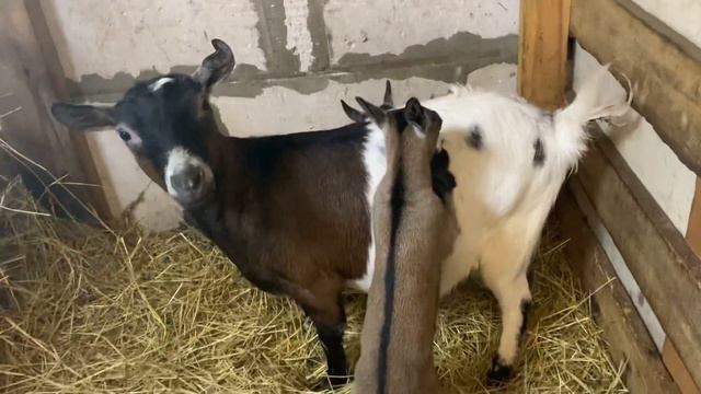 Продажа Камерунских козочек и Альпийского козлика смотреть онлайн