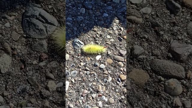 Краснохвост. смотреть онлайн