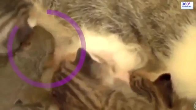 Материнский инстинкт у животных - животные воспитывающие чужих детенышей смотреть онлайн