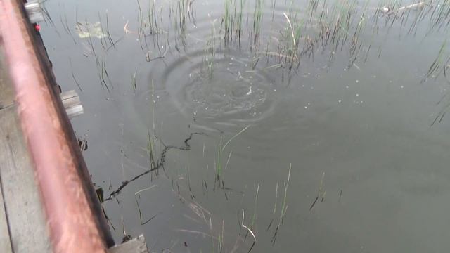 На карася 1 июня смотреть онлайн