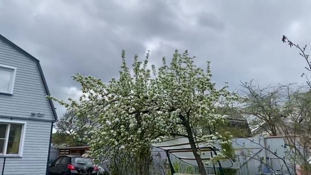 Жизнь на даче / Какое растение в кашпо / Из чего компостный ящик / Небо 15-16 мая 2022 г. смотреть онлайн