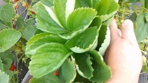 МУРАНО -клубника,которую люблю.