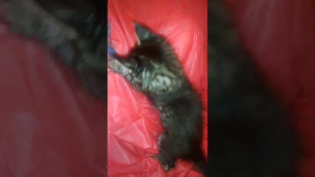 Котики и кошечки породы Мейн-кун. Окрас черный мраморный - черный мраморный "Таби". смотреть онлайн