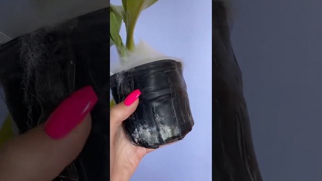 🧡 Paph. Lady Isabel 🧡 смотреть онлайн