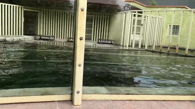 VLOG:МОСКОВСКИЙ ЗООПАРК/МОСКВА СИТИ(АФИМОЛЛ СИТИ)/ВСТРЕТИЛИ ЗВЕЗДУ ДОМА 2 смотреть онлайн