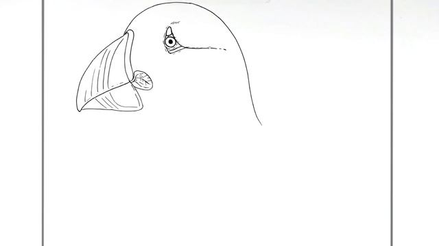 How To Draw A Puffin | Step By Step