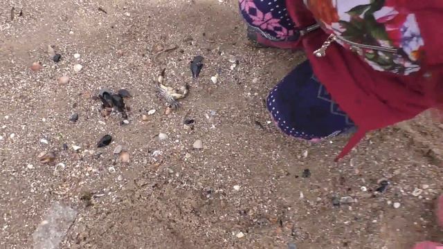 🦀🦀🦀ВЛОГ: НАШЛИ КРАБОВ НА БЕРЕГУ МОРЯ!!!🦀vlogs: find crabs on the beach смотреть онлайн