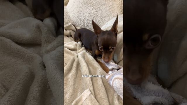 Я чудо🥰😂 #собачки #тойтерьер #животные #юмор #смешныесобаки #твикс смотреть онлайн