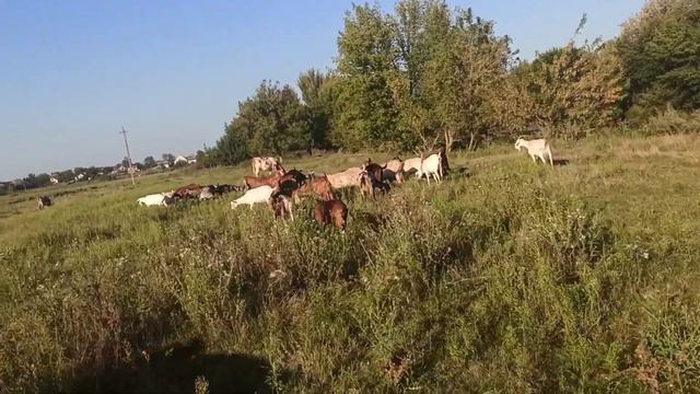 куда продать козье молоко или для чего козы ? Бизнес на козах ! смотреть онлайн