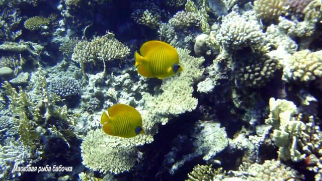 Дайвинг с дайв-центром 