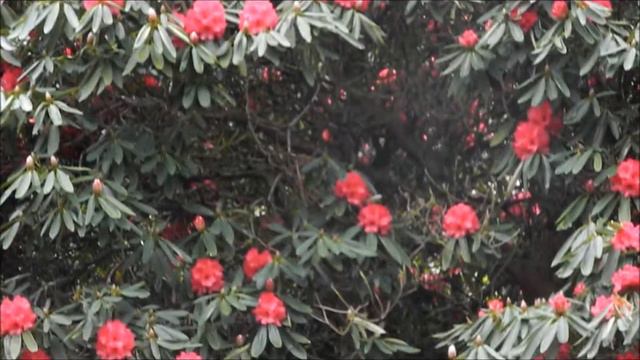 Howth Demesne Rhododendron Gardens Dublin смотреть онлайн