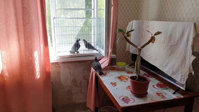 Солнце играют важную роль в жизни наших с вами птиц смотреть онлайн