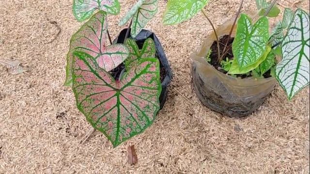 Spring Fling VS White Christmas Caladium