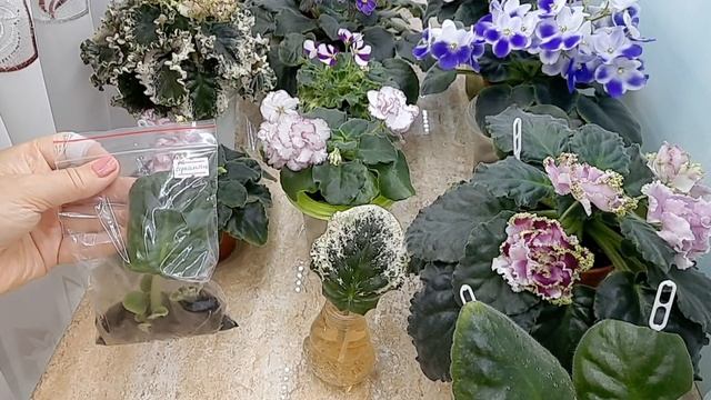 Фиалки! Мои методы укоренения листовых черенков! смотреть онлайн