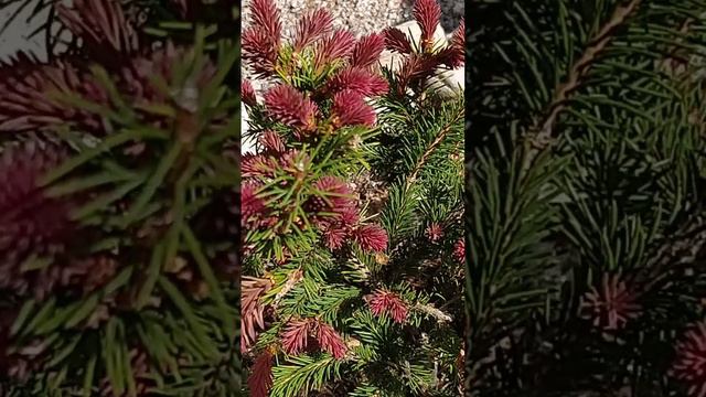 Ридал - ель с красными приростами смотреть онлайн