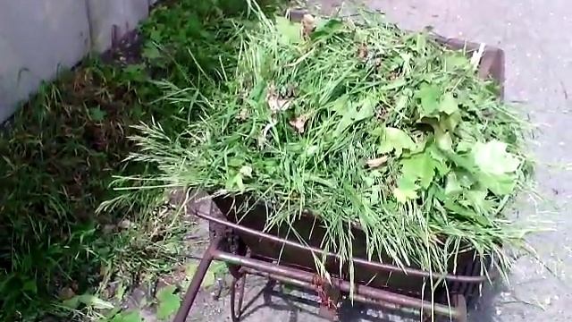 Блог и много травы смотреть онлайн