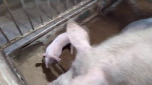 Самый Лучший Способ Откорма Поросят, Свиней// Чем Кормить Свиноматок на Лактации// Мой Опыт