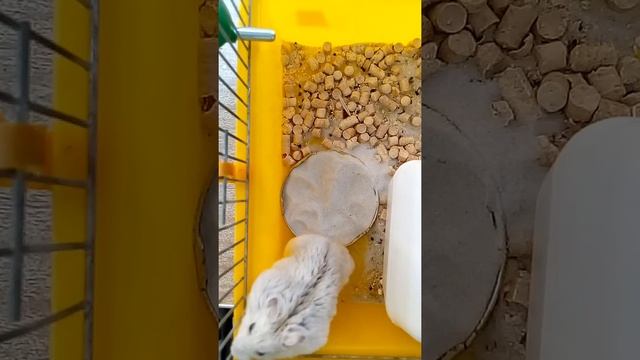 Купание пушка!Джунгарский хомяк)) смотреть онлайн
