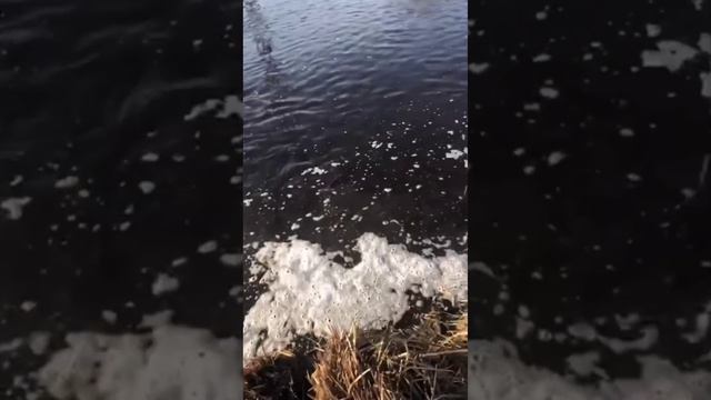 Нерест красноперки смотреть онлайн