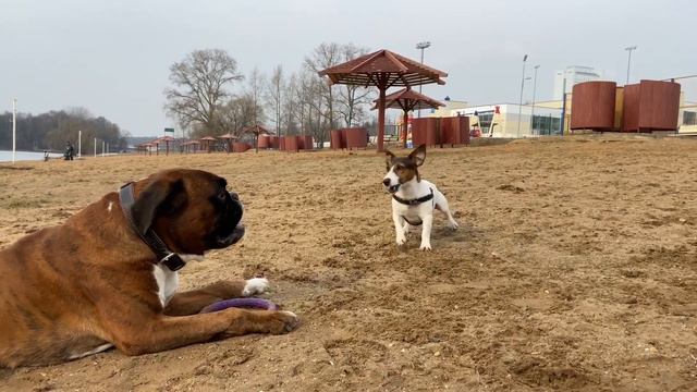Jack Russell Terrier Vs Boxer