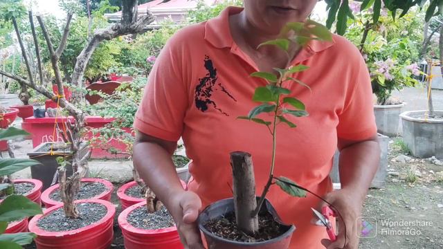 TOP GRAFT OR STEM GRAFT? for medium size bougainvillea rootstocks смотреть онлайн