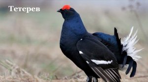 Птицы России, 32 вида. Познавательное видео