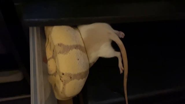 GETTING ANOTHER BALL PYTHON BACK ON FOOD AFTER 3 MONTHS!!! смотреть онлайн