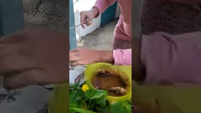 Скорпена. Как почистить скорпену. смотреть онлайн