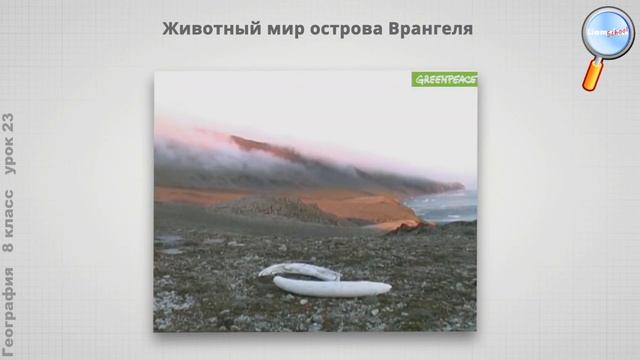 География 8 класс (Урок№23 - Природа арктических пустынь, тундр и лесотундр. Население и хозяйство. смотреть онлайн