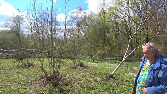 Обзор весеннего сада у родителей в Нефтегорске Апшеронском районе Краснодарского края смотреть онлайн