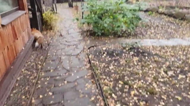 Ли Сяо / Alice the Fox Лиса Алиса (Лиса не узнала Макса после процедур) смотреть онлайн