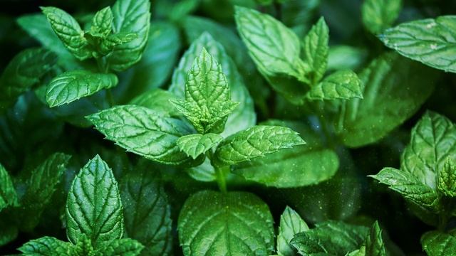 Мята содержат ментол — популярный ингредиент для лечения заболеваний дыхательной системы. смотреть онлайн