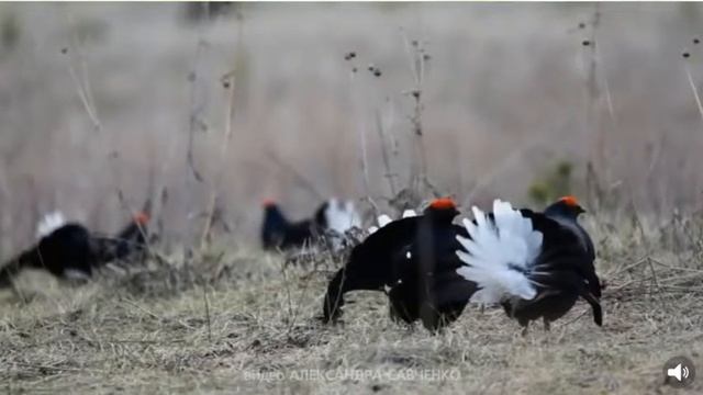 Брачное поведение боровой дичи. Вальшнеп. Тетерев. смотреть онлайн