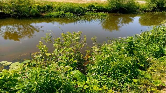 Пение птиц у реки для отдыха и сна. Звуки природы для расслабления души и тела. смотреть онлайн