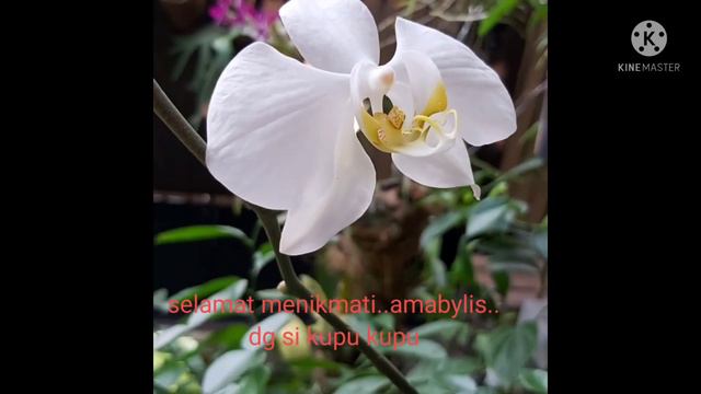 Angbul amabilis vs kupu kupu смотреть онлайн