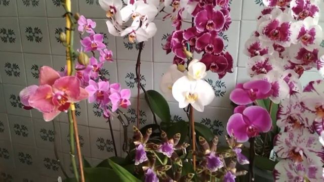 Полив моих орхидей ( август 2020) смотреть онлайн