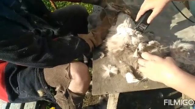 Как подстричь кошку? Первый раз, получилось очень плохо . Но будем учиться. смотреть онлайн
