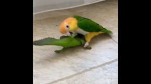 Я РЖАЛ ПОЛ ЧАСА  | ПОДБОРКА СМЕШНЫХ И ГОВОРЯЩИХ ПОПУГАЕВ | ПРИКОЛЫ С ПОПУГАЯМИ 2021 #1