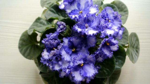 ФИАЛКА LINDA Сорт или спорт Фиалки которые цветут смотреть онлайн